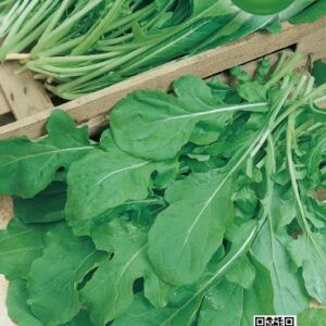 Rucola Coltivata