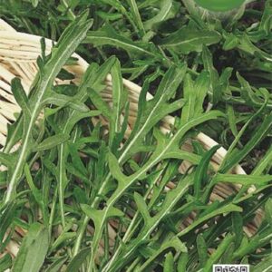 Rucola Selvatica