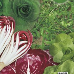 Misticanza di Cicorie