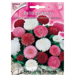 BELLIS O MARGHERITINA DOPPIA IN MISCUGLIO