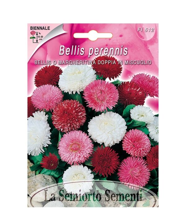 BELLIS O MARGHERITINA DOPPIA IN MISCUGLIO