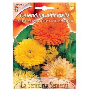 CALENDULA GIGANTE DOPPIA PACIFIC IN MISCUGLIO