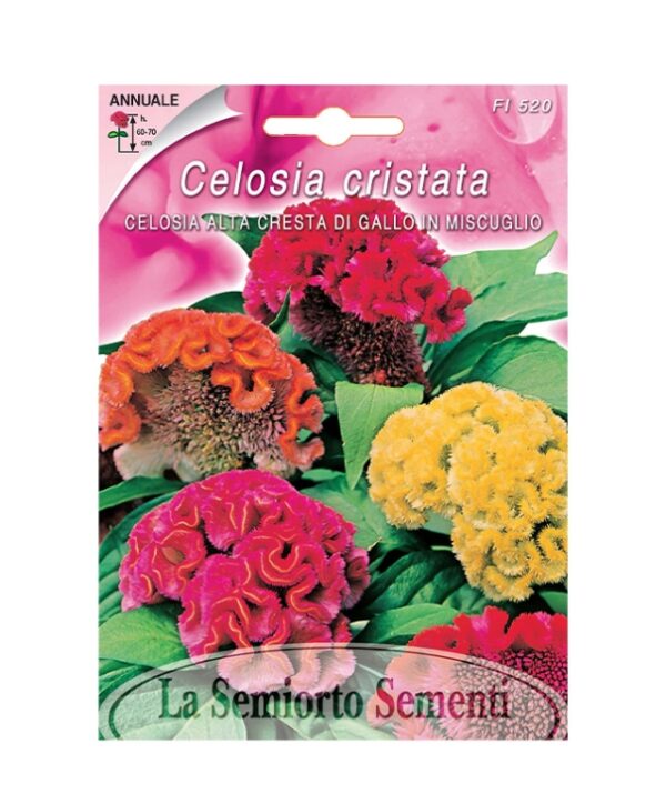 CELOSIA ALTA CRESTA DI GALLO IN MISCUGLIO