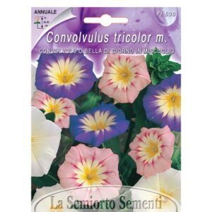 CONVOLVOLO O BELLA DI GIORNO IN MISCUGLIO