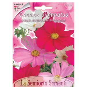 COSMEA GRANDIFLORA IN MISCUGLIO