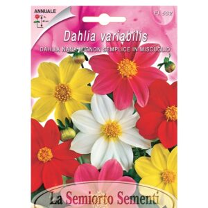 DAHLIA NANA MIGNON SEMPLICE IN MISCUGLIO