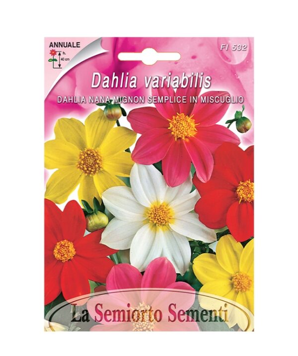 DAHLIA NANA MIGNON SEMPLICE IN MISCUGLIO
