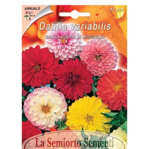 DAHLIA DOPPIA IN MISCUGLIO