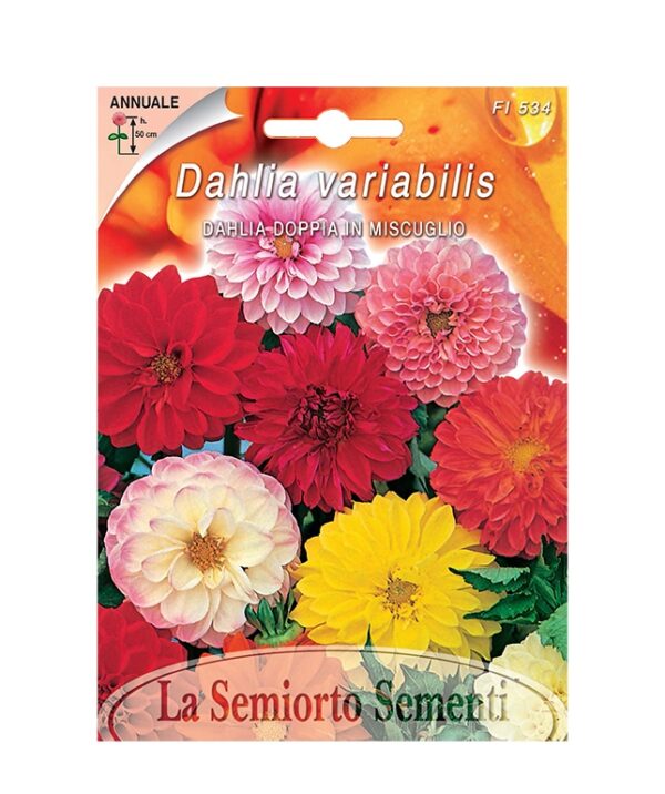 DAHLIA DOPPIA IN MISCUGLIO