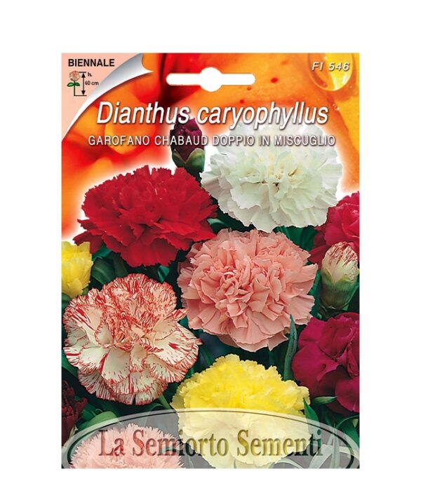 GAROFANO CHABAUD DOPPIO IN MISCUGLIO