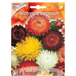 ELICRISIO NANO DOPPIO IN MISCUGLIO