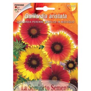 GAILLARDIA PERENNE SEMPLICE IN MISCUGLIO