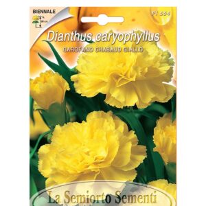 GAROFANO CHABAUD GIALLO