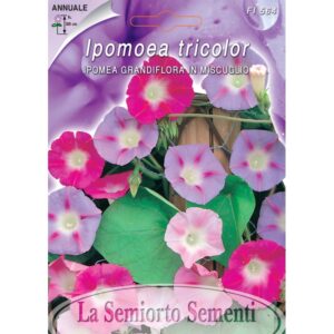 IPOMEA GRANDIFLORA IN MISCUGLIO
