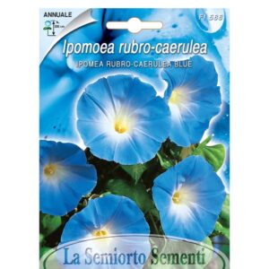 IPOMEA RUBRO-CAERULEA BLUE