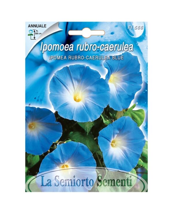 IPOMEA RUBRO-CAERULEA BLUE