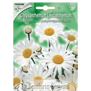 MARGHERITA O LEUCANTHEMUM BIANCO
