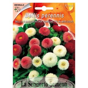 BELLIS O MARGHERITINA POMPONETTE IN MISCUGLIO