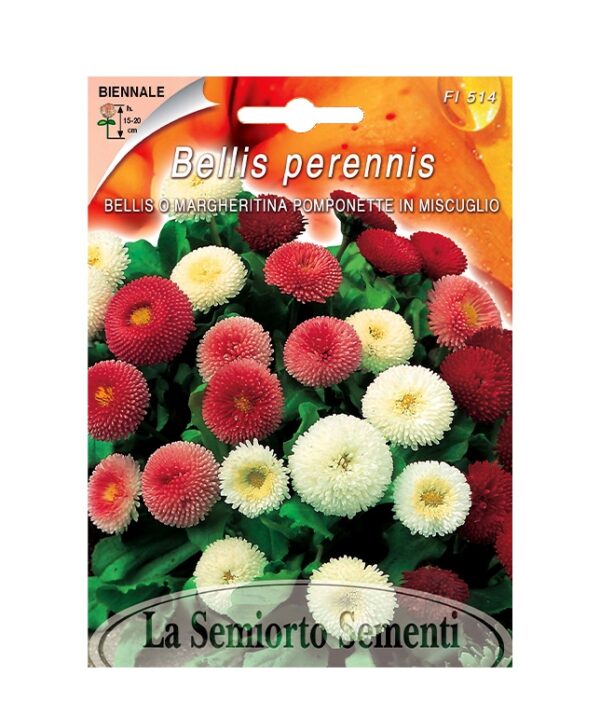 BELLIS O MARGHERITINA POMPONETTE IN MISCUGLIO