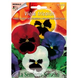 PANSE O VIOLA DEL PENSIERO A GRANDI FIORI MISCUGLIO