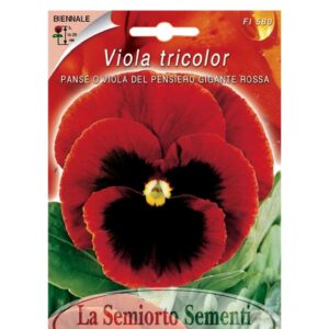 PANSE O VIOLA DEL PENSIERO GIGANTE ROSSA