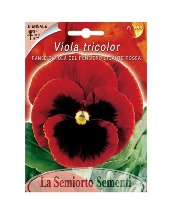 PANSE O VIOLA DEL PENSIERO GIGANTE ROSSA