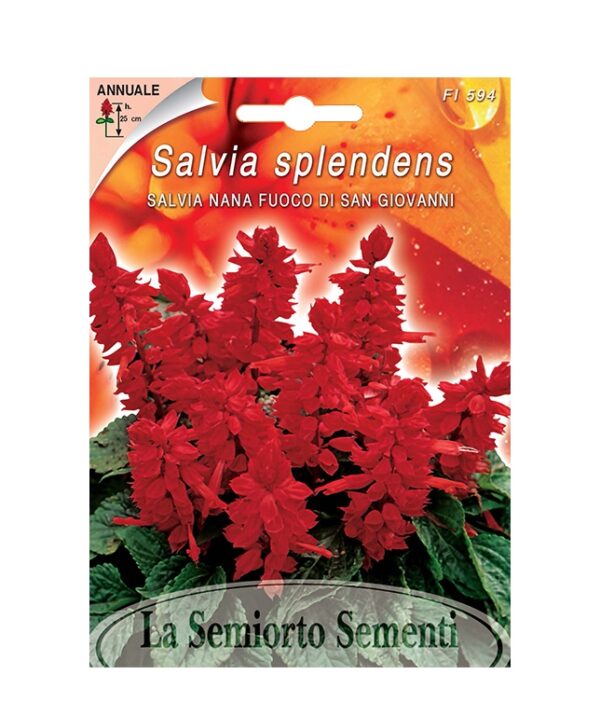 SALVIA NANA FUOCO DI SAN GIOVANNI