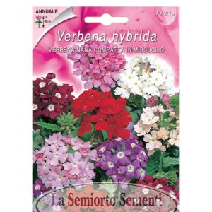 VERBENA NANA COMPATTA IN MISCUGLIO