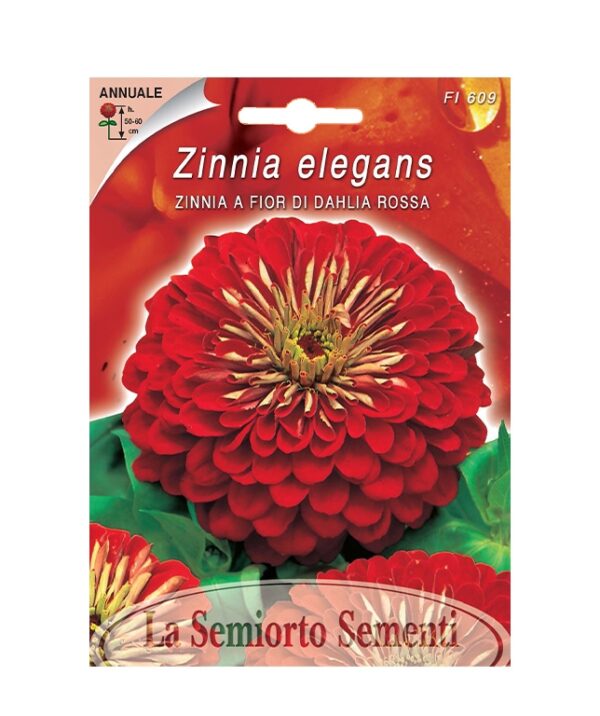 ZINNIA A FIORI DI DAHLIA ROSSA